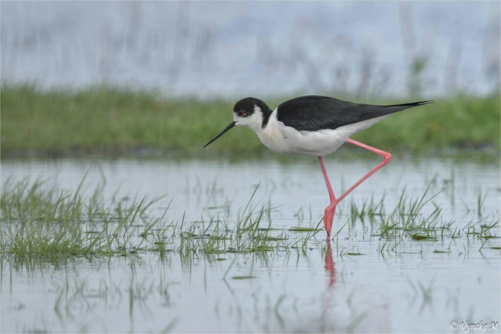 Watervogeltelling in de avhterhaven van Zeebrugge in Zeebrugge
