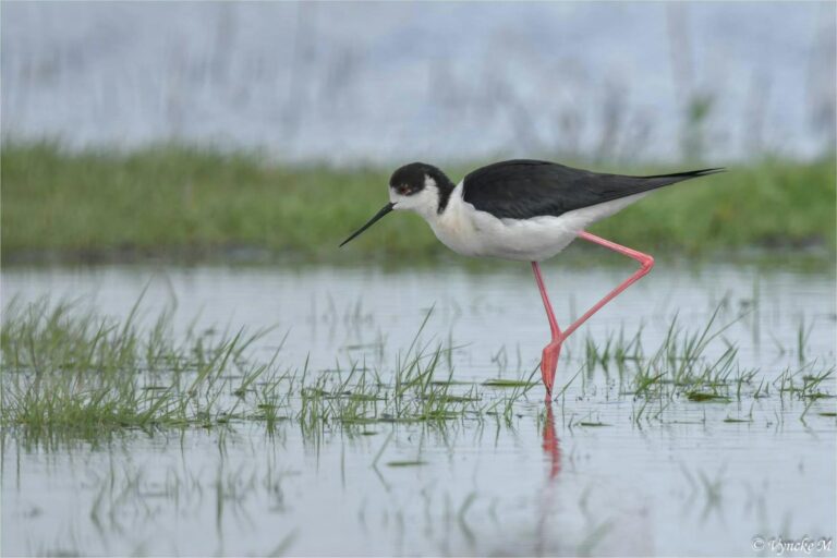 Watervogeltelling in de avhterhaven van Zeebrugge