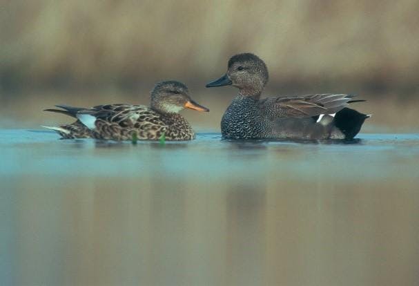 Watervogeltelling in de achterhaven van Zeebrugge — Natuur in Zeebrugge