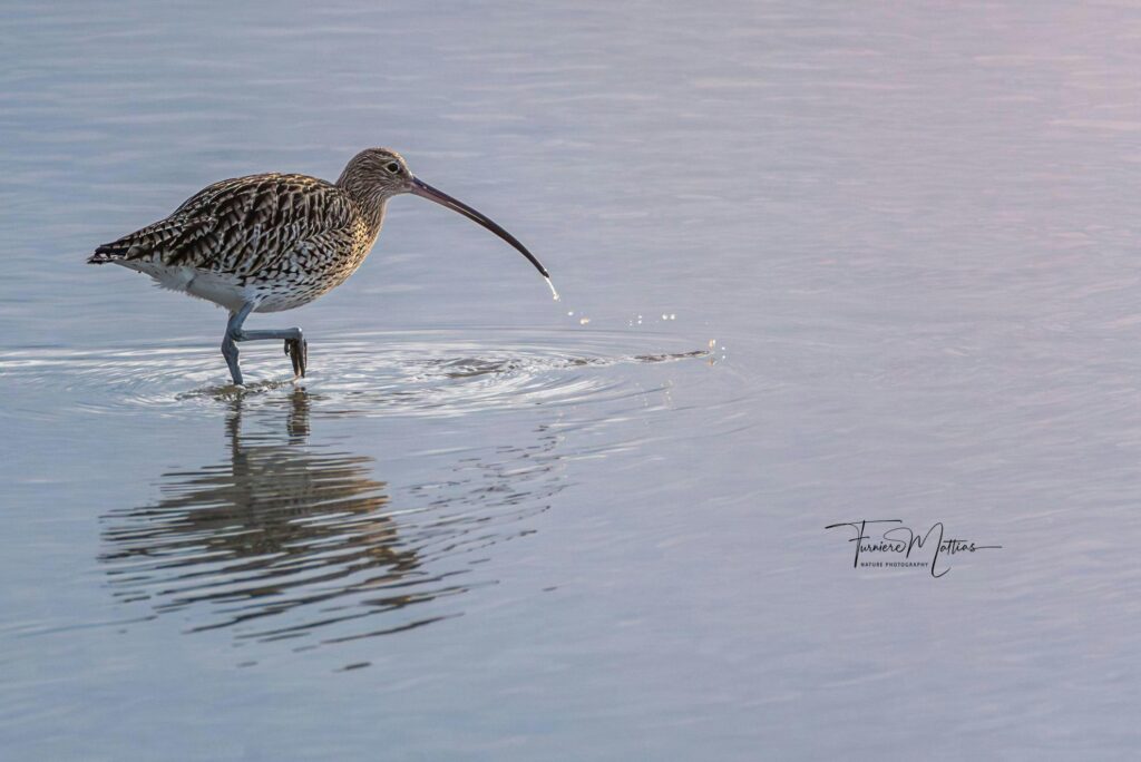 Watervogeltelling in de achterhaven van Zeebrugge